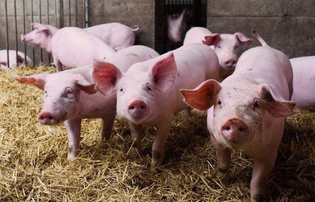 Filipinas levanta las restricciones a las exportaciones españolas de porcino