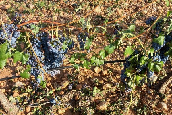La Unió calcula pérdidas de más de 3,4 millones por el pedrisco en la comarca de Utiel-Requena