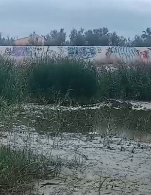 La CHJ iniciará en las próximas horas la retirada de peces muertos en la desembocadura del Serpis