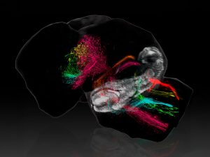 Neurociencias UMH-CSIC cartografía cómo el cerebelo construye sus conexiones con el resto del cerebro durante el desarrollo temprano