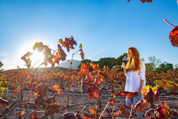  Un brindis por la 'felicidad de la buena': las tres Rutas del Vino de la Región ofrecen experiencias para todos los gustos y paladares