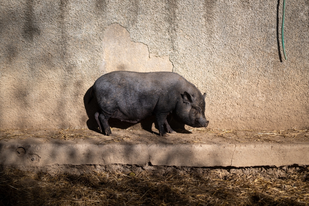 La peste porcina provoca un primer ERTE para 458 trabajadores en el sector cárnico