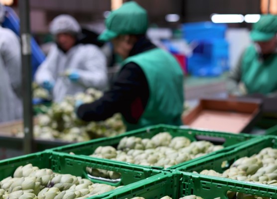 La alicantina Eurofruits Levante entra como socia en Anecoop