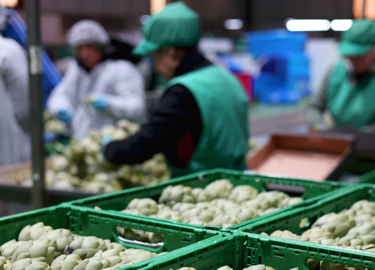 La alicantina Eurofruits Levante entra como socia en Anecoop