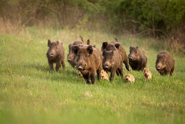 Aprobado el decreto ley de medidas preventivas para combatir la peste porcina y la sobrepoblación de jabalíes