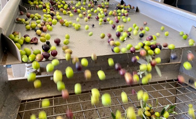 
El plan Carbon+ valida el carbón activo a partir de residuos de aceituna para su uso en industria