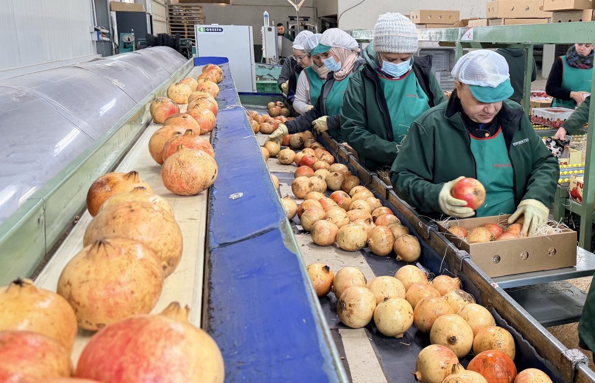 Las cajas de granadas de Elche viajan a una docena de países y más de 20 provincias españolas por Navidad