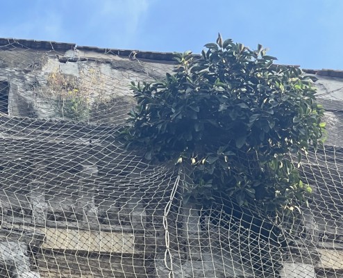 Patrimonio ordena retirar el ficus 'okupa' y rehabilitar la fachada de un edificio de la Plaza del Lago en Cartagena