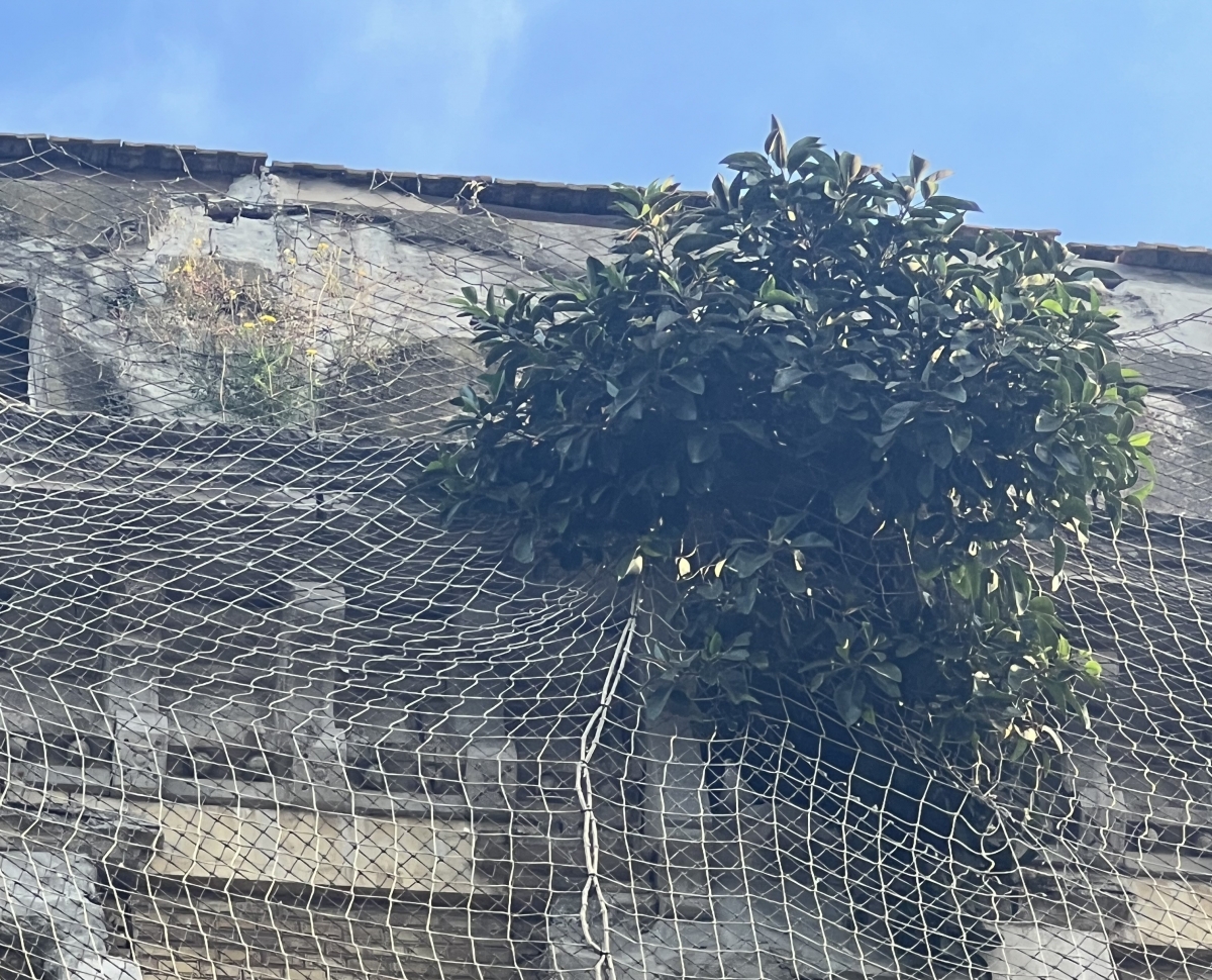 Patrimonio ordena retirar el ficus 'okupa' y rehabilitar la fachada de un edificio de la Plaza del Lago en Cartagena