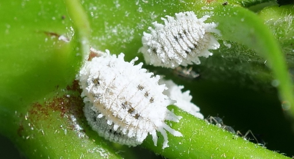 La Unió alerta de un nuevo Cotonet que afecta a algunas hortalizas y plantas ornamentales