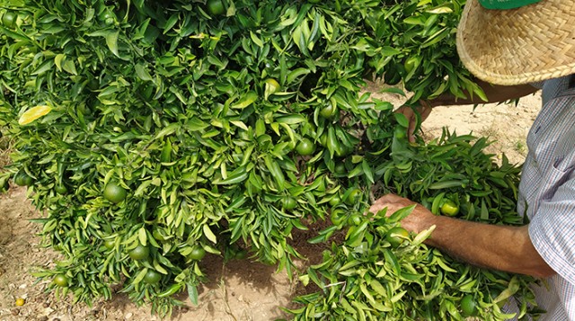 AVA-Asaja prevé precios al alza en la naranja pero no sabe si compensarán los altos costes
