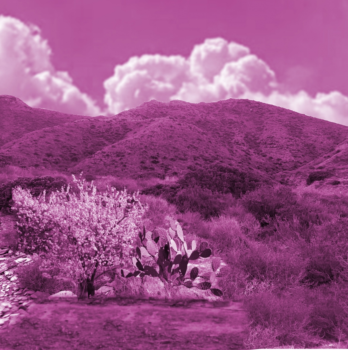 Almendro y chumbera en un campo de Murcia - Autor: Daniela Becerril Almendro y chumbera en un campo de Murcia