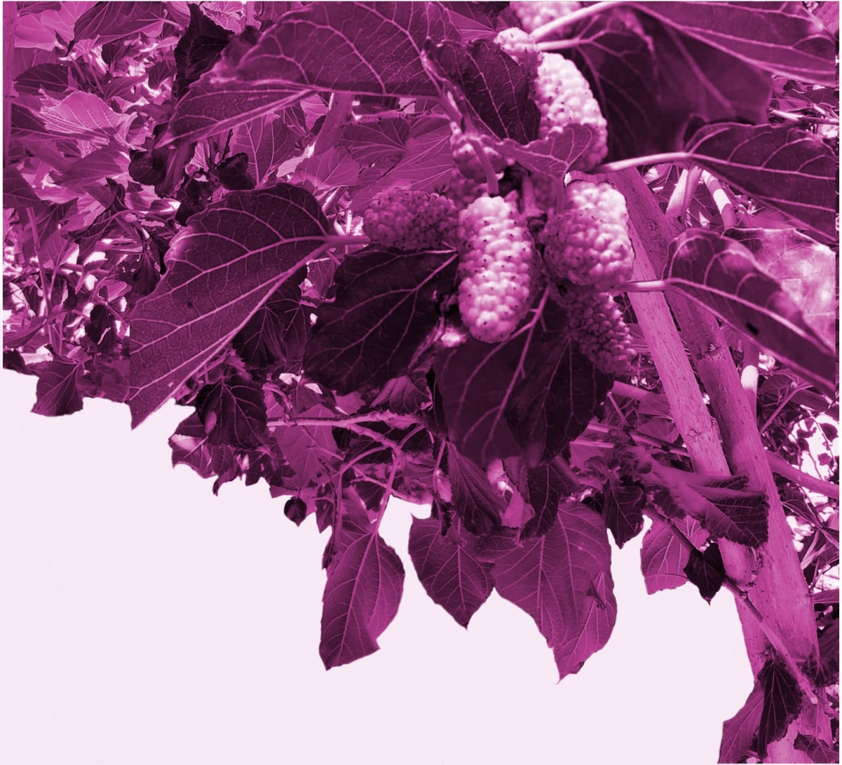 Morera - Autor: Daniela Becerril Morera