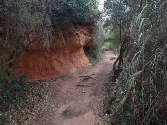 Las fuertes lluvias provocan el cierre del acceso a la ruta botánica en la Desembocadura del Mijares