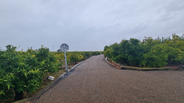Nules insta a les institucions a establir ajudes per als llauradors davant la plaga del trip sud-africà