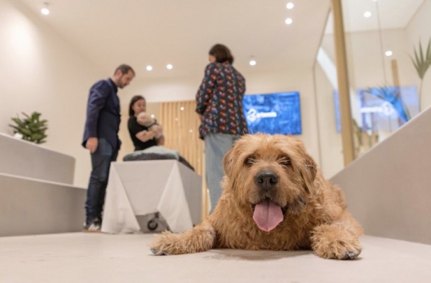 Grupo Albia y Áltima lanzan Artemis, su nueva línea de despedidas para mascotas