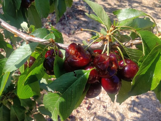 Asaja Alicante exige a la Conselleria de Agricultura que agilice la resolución de las ayudas a la cereza