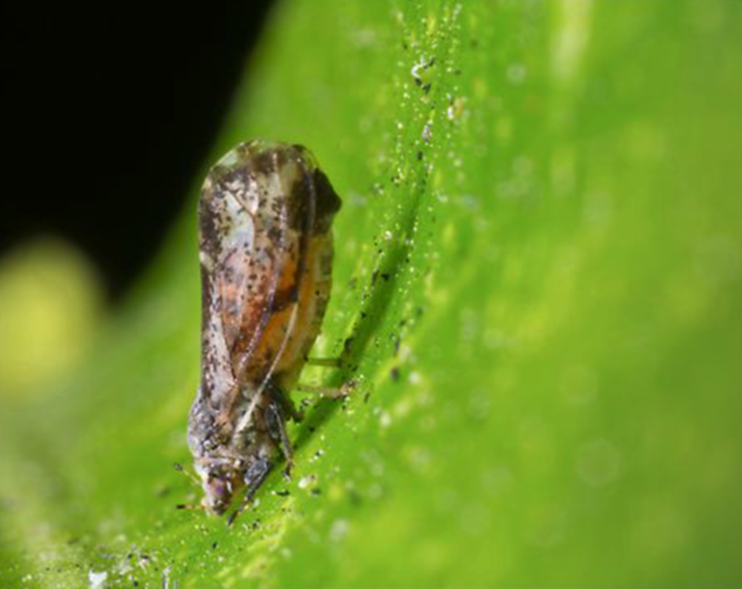 Diaphorina citri, vector más agresivo y eficaz de la enfermedad del HLB. 