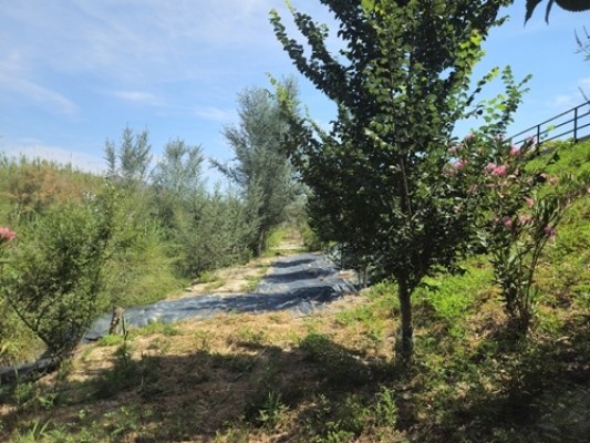 Beniel ejecuta las tres ideas de los vecinos de los Presupuestos y recuperará el bosque de ribera del río Segura