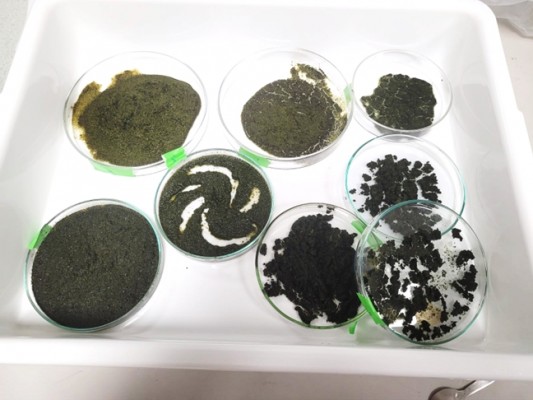 Ivace+i financia la obtención de ingredientes naturales de algas para industria cosmética