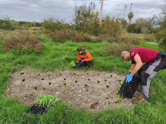 La Conselleria de Medio Ambiente crea un huerto de mariposas en el marjal de Massamagrell para favorecer la biodiversidad