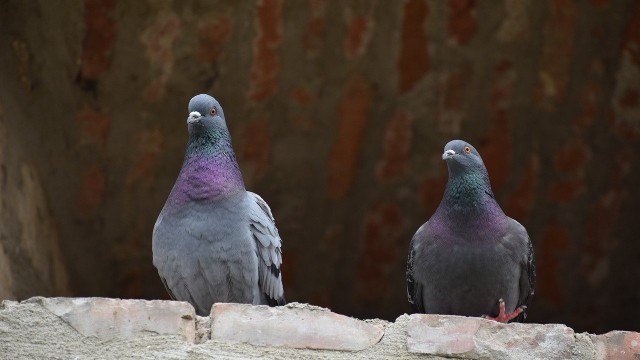 El Ayuntamiento de València activa un nuevo plan para reducir la presencia de palomas y estorninos
