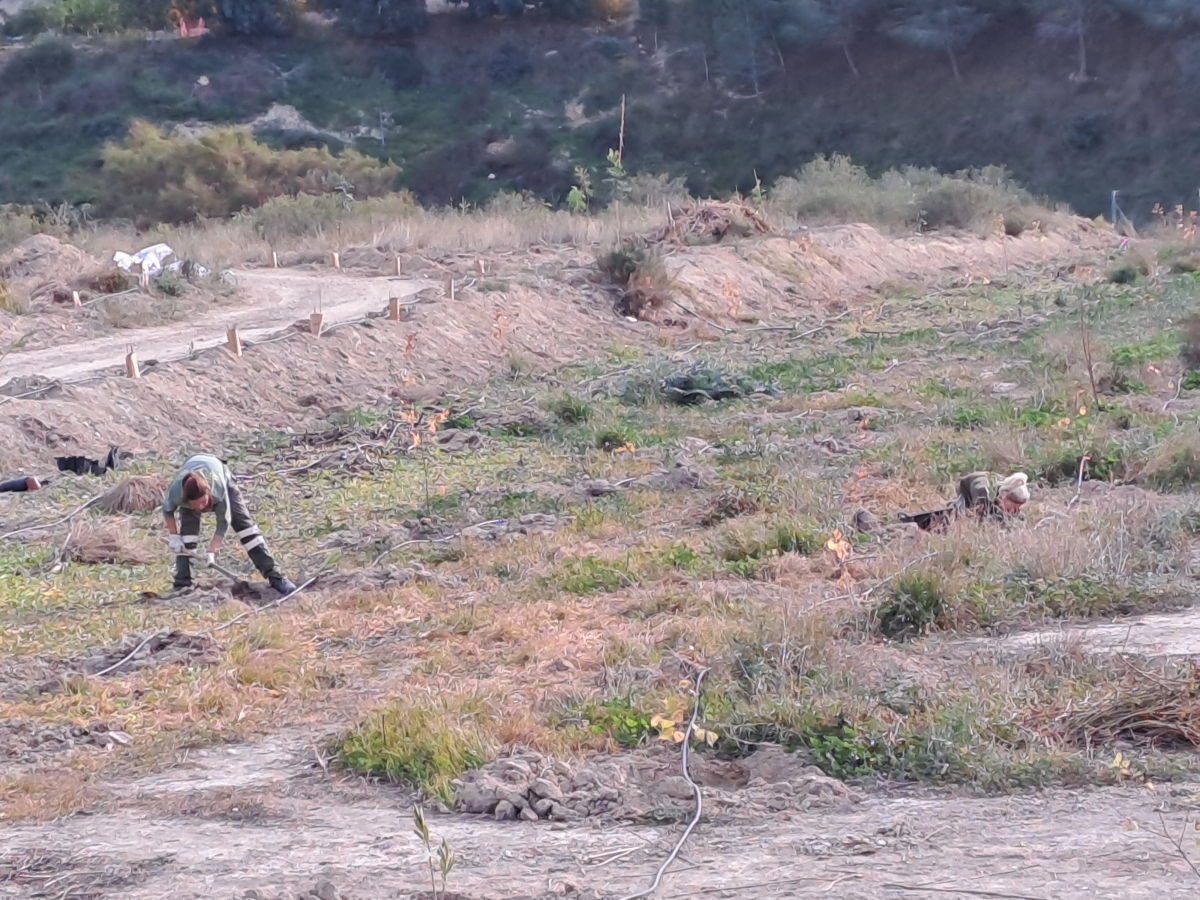 Plantación en el Anillo Verde de Molina de Segura.