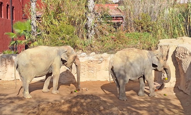 Terra Natura Benidorm celebra la Navidad con propuestas de enriquecimiento ambiental para los animales