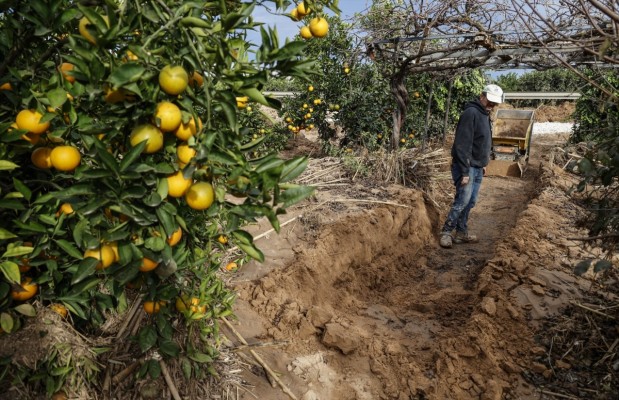 El Gobierno aprueba el presupuesto de 315 millones para el plan de seguros agrarios de 2026