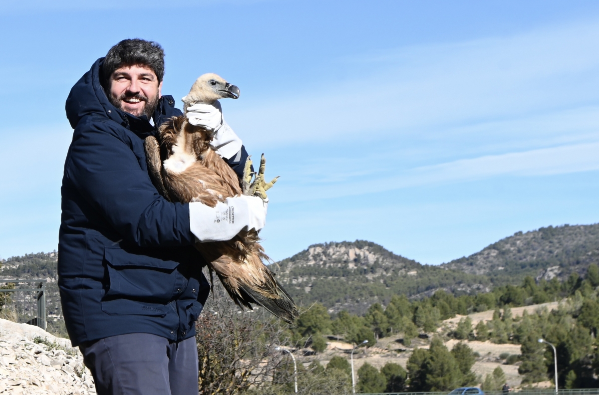 La población de buitres leonados se cuadriplica en una década en la Región de Murcia y llega hasta los 774 censados