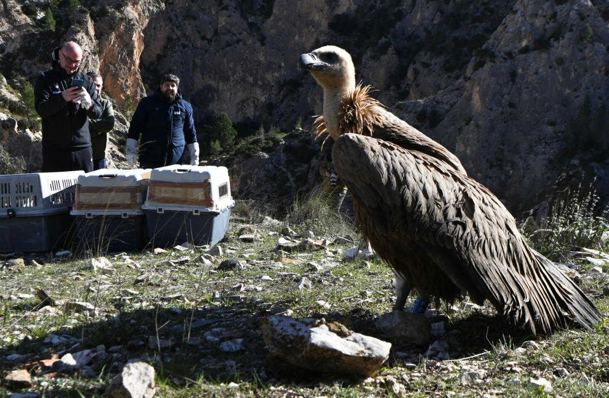 Un ejemplar de buitre leonado.