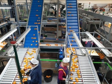Limón y pomelo salvan el valor de las exportaciones citrícolas valencianas ante el retroceso de naranjas y mandarinas