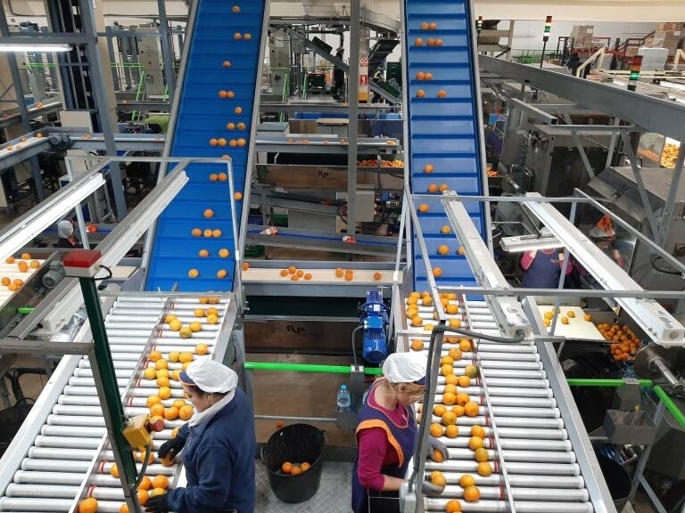 Los efectos de la presión de Sudáfrica: la exportación agroalimentaria de Castellón se desploma un 20% en octubre