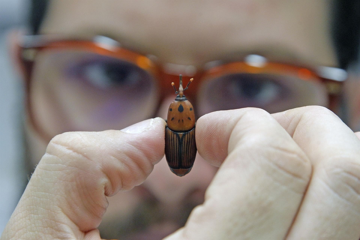 Investigadores de la UA crean un dispositivo que repele al picudo negro, el enemigo de la platanera en el mundo