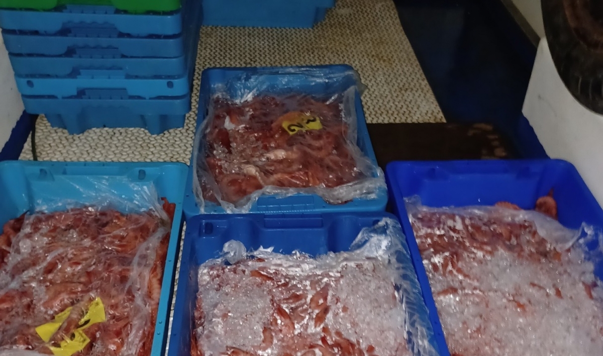 La Guardia Civil inmoviliza 112 kilogramos de gamba roja ilegal en Santa Pola