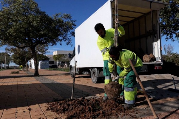 Cartagena cierra 2025 con 300 árboles más en el municipio
