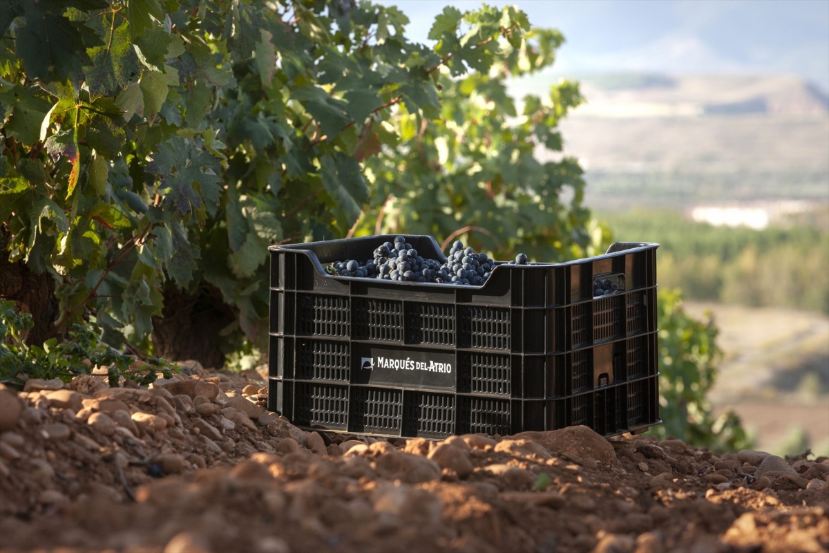 Uvas en viñedo de Marqués de Atrio.