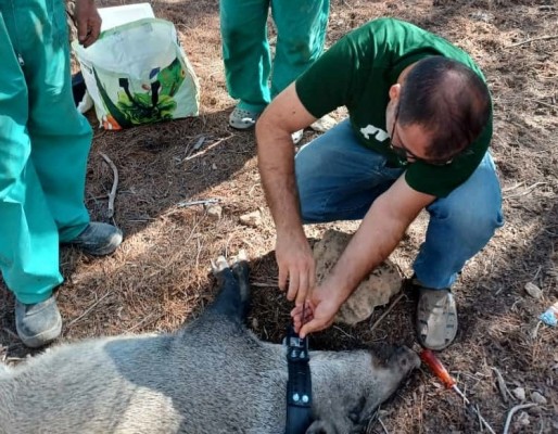 La Comunidad avanza en la gestión y control de jabalíes con un programa de marcaje de ejemplares