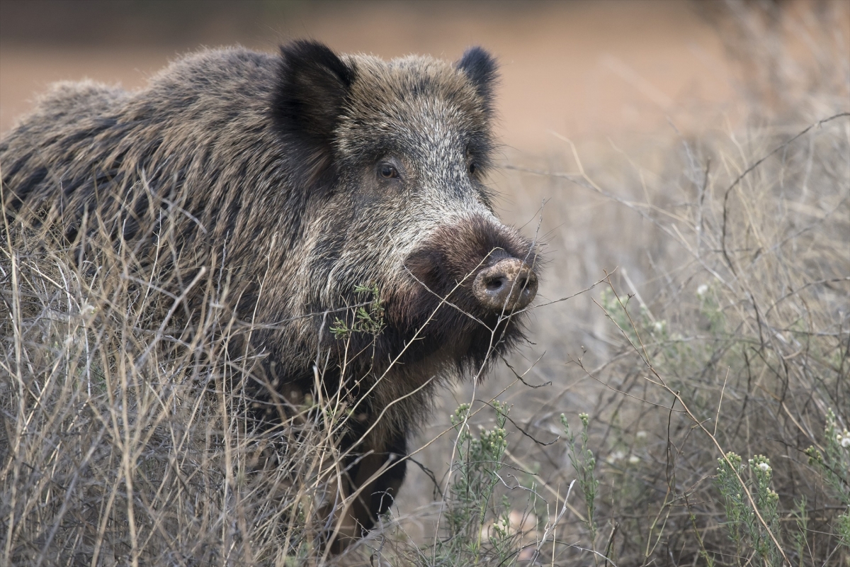 La Generalitat abre el 1 de enero el plazo para la caza controlada de jabalíes con el fin de combatir la peste porcina
