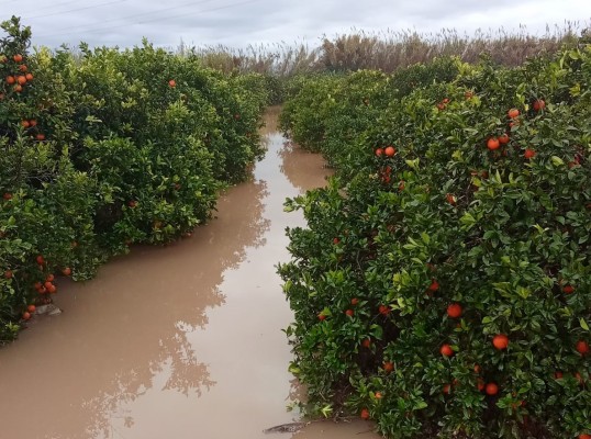 Almendro, cítricos, algarrobo y viña: los cultivos más castigados por la meteorología en 2025