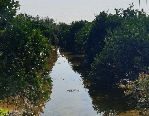 Asociaciones agrarias cifran en tres millones de euros los daños de las lluvias en los cultivos de siete comarcas
