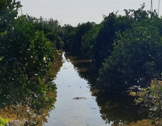 Asociaciones agrarias cifran en tres millones de euros los daños de las lluvias en los cultivos de siete comarcas