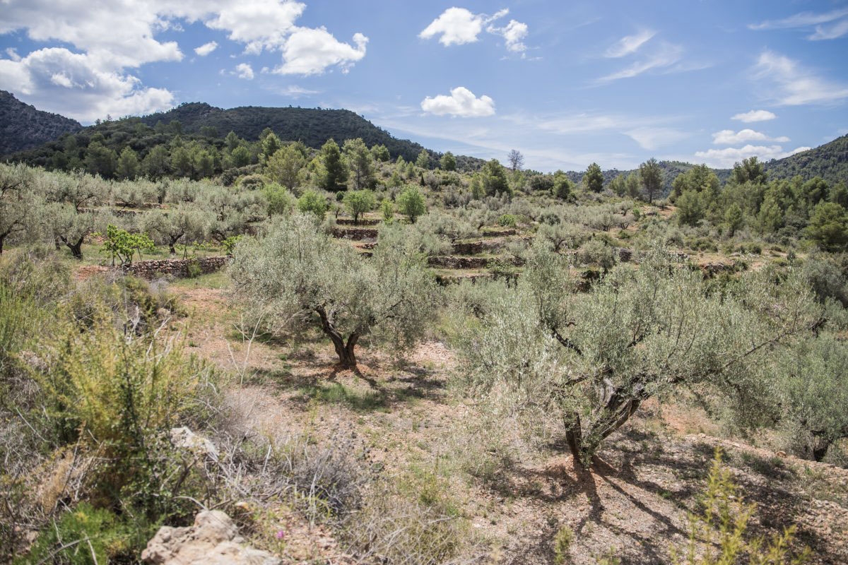 Plantación de olivos de Saborita
