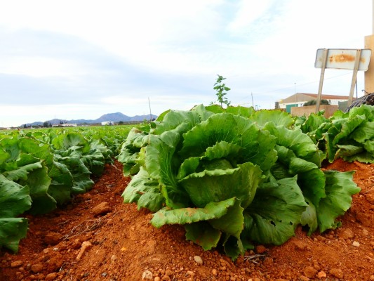 La cocina del Campo de Cartagena se convierte en protagonista de un concurso literario