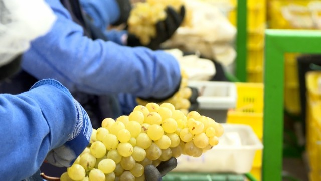 La uva del Vinalopó afronta una Nochevieja 