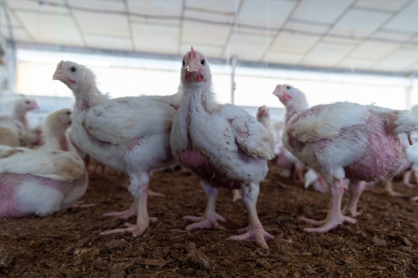 Notificados otros tres focos de enfermedad de Newcastle en granjas de pollos de València