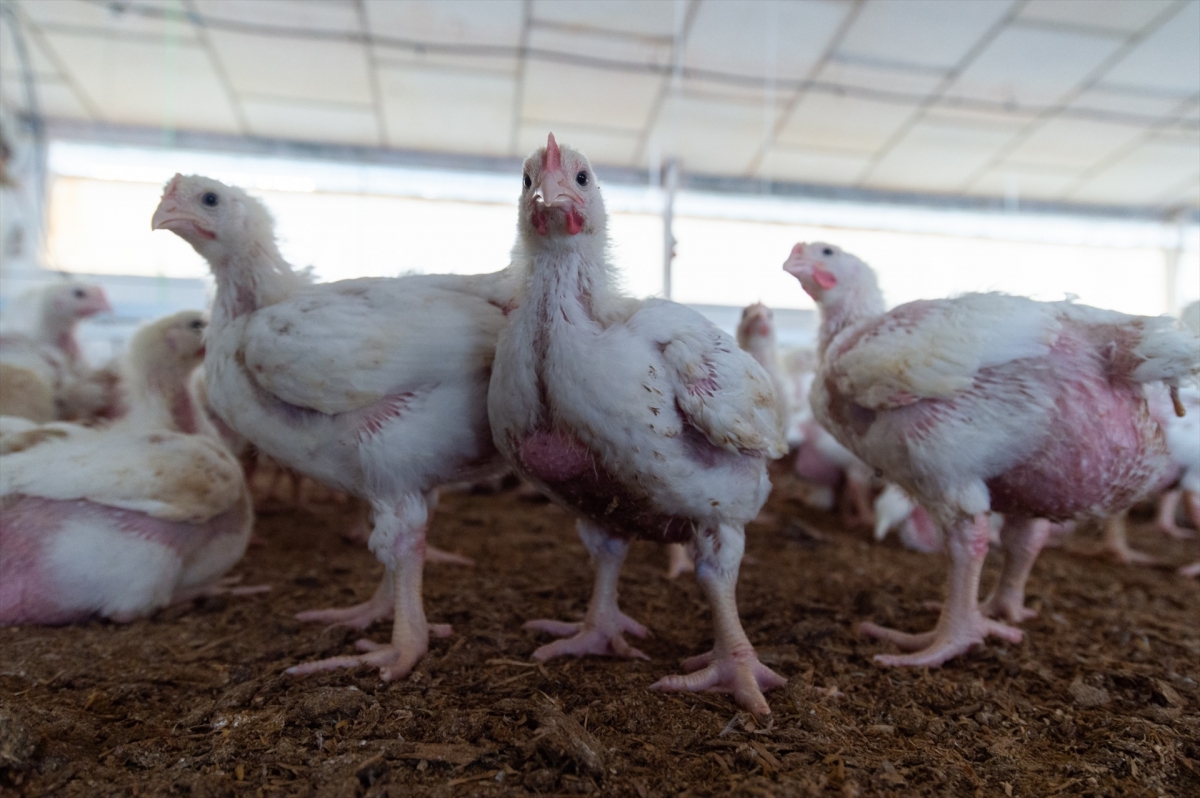 Notificados otros tres focos de enfermedad de Newcastle en granjas de pollos de València