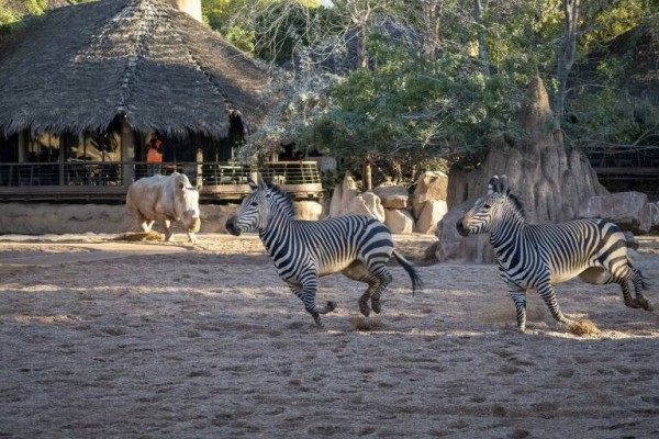 La gestora del Bioparc aumentó sus ventas un 30% en 2023 hasta los 16 millones 