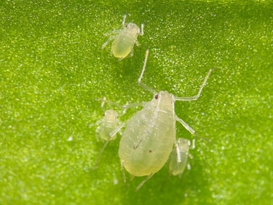 Una tesis de la UMH descubre nuevas propiedades de sustancias naturales para controlar el pulgón en cultivos hortícolas