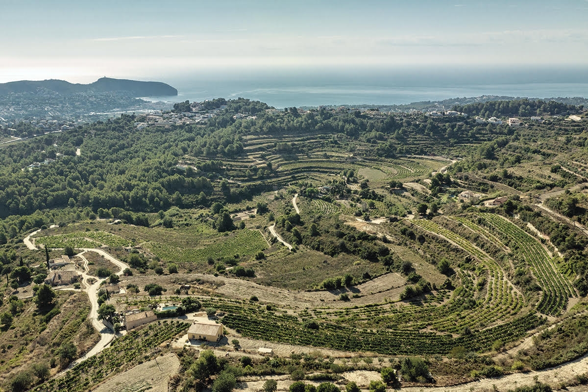 De la tradición al presente: el recorrido histórico del vino alicantino